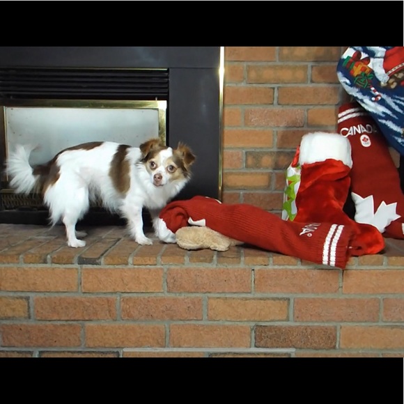 Meet your Posher, Dior - Picture 2 of 4